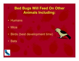 Bed Bugs Will Feed On Other
Animals Including:
• Humans
• Mice
• Birds (best development time)
• Bats
 