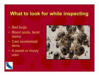 What to look for while inspecting
• Bed bugs
• Blood spots, fecal
stains
• Cast exoskeletal
skins
• A sweet or musty
odor
 
