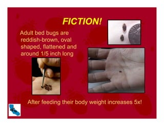 FICTION!
Adult bed bugs are
reddish-brown, oval
shaped, flattened and
around 1/5 inch long
After feeding their body weight increases 5x!
 