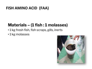 FISH AMINO ACID (FAA)
Materials – (1 fish : 1 molasses)
• 1 kg fresh fish, fish scraps, gills, inerts
• 1 kg molasses
 