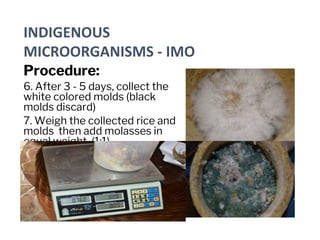 Procedure:
6. After 3 - 5 days, collect the
white colored molds (black
molds discard)
7. Weigh the collected rice and
molds then add molasses in
equal weight. (1:1)
INDIGENOUS
MICROORGANISMS - IMO
 