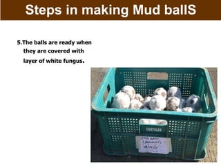 Steps in making Mud ballS
5.The balls are ready when
they are covered with
layer of white fungus.
 