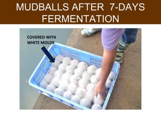 MUDBALLS AFTER 7-DAYS
FERMENTATION
COVERED WITH
WHITE MOLDS
 