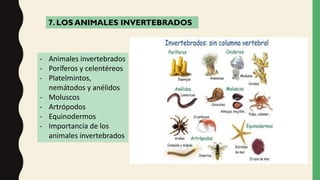 7. LOS ANIMALES INVERTEBRADOS
- Animales invertebrados
- Poríferos y celentéreos
- Platelmintos,
nemátodos y anélidos
- Moluscos
- Artrópodos
- Equinodermos
- Importancia de los
animales invertebrados
 