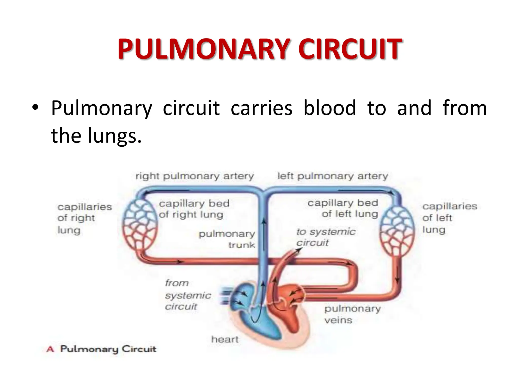 PULMONARY CIRCUIT
• Pulmonary circuit carries blood to and from
the lungs.
 