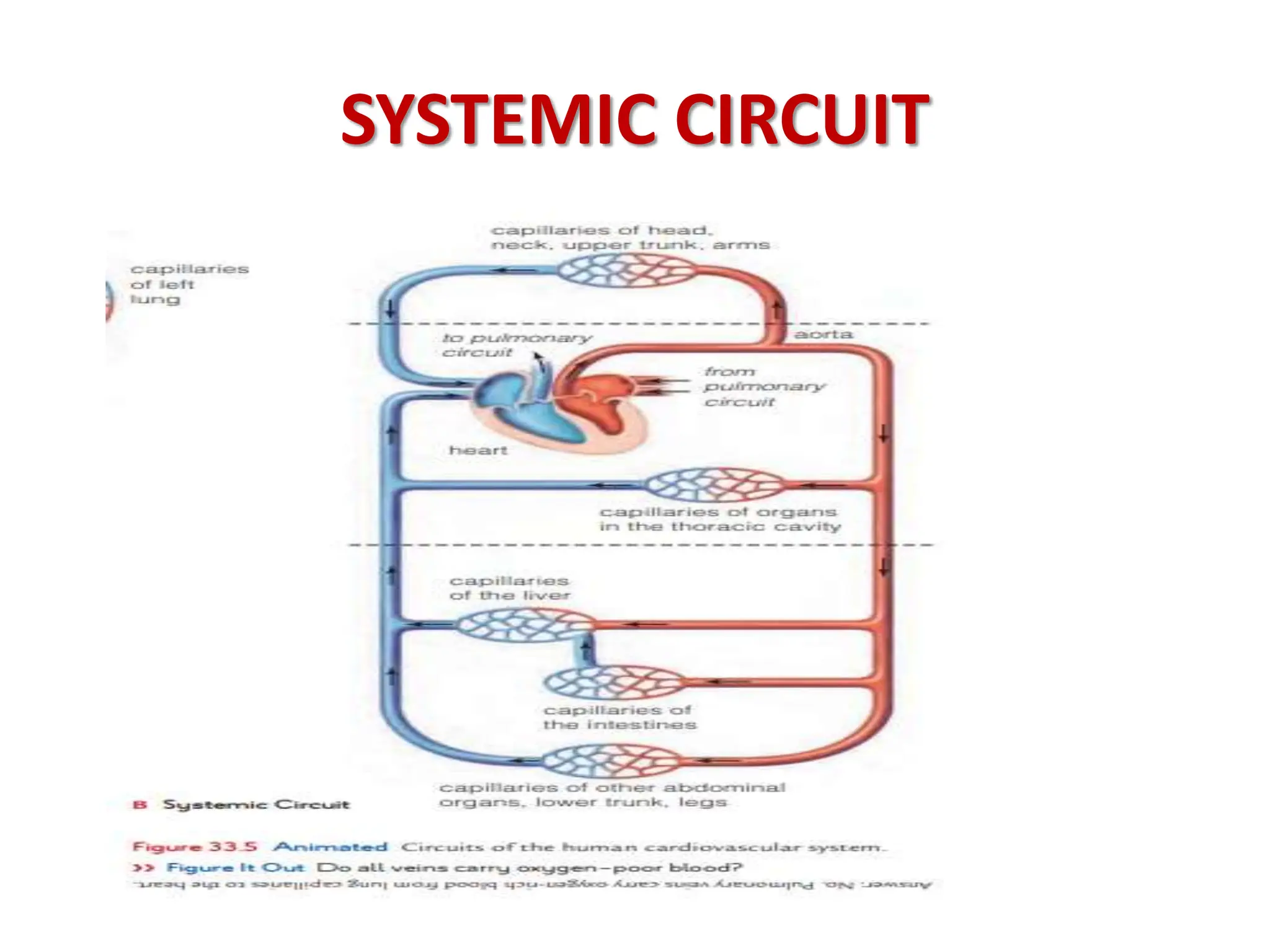 SYSTEMIC CIRCUIT
 