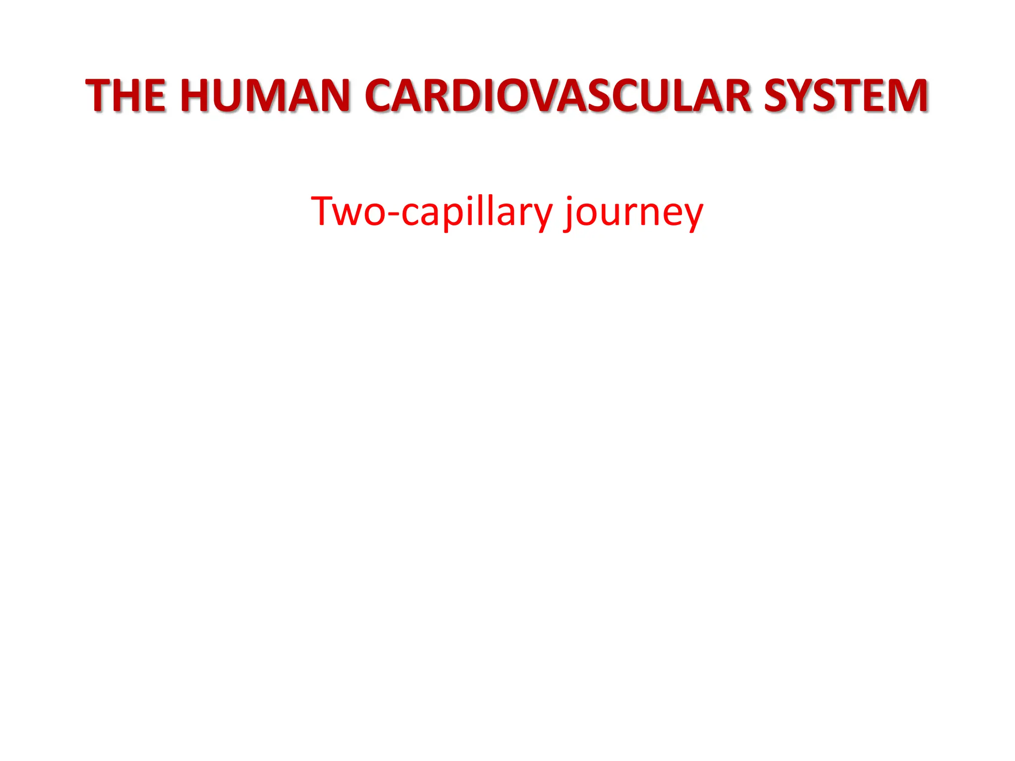 THE HUMAN CARDIOVASCULAR SYSTEM
Two-capillary journey
 