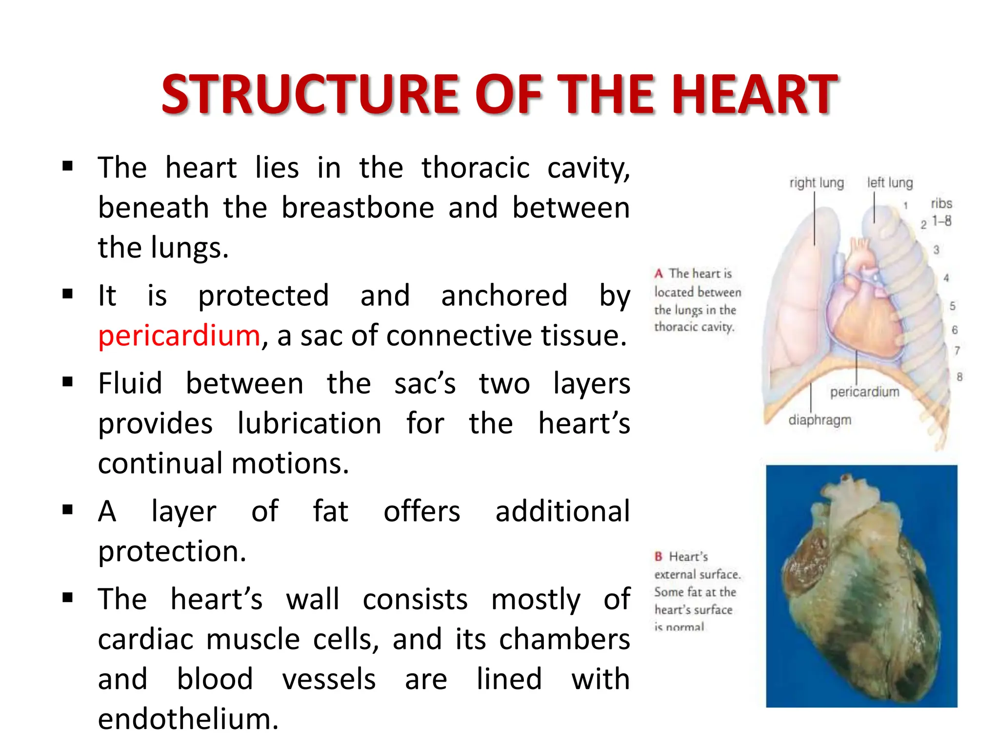 STRUCTURE OF THE HEART
 The heart lies in the thoracic cavity,
beneath the breastbone and between
the lungs.
 It is protected and anchored by
pericardium, a sac of connective tissue.
 Fluid between the sac’s two layers
provides lubrication for the heart’s
continual motions.
 A layer of fat offers additional
protection.
 The heart’s wall consists mostly of
cardiac muscle cells, and its chambers
and blood vessels are lined with
endothelium.
 