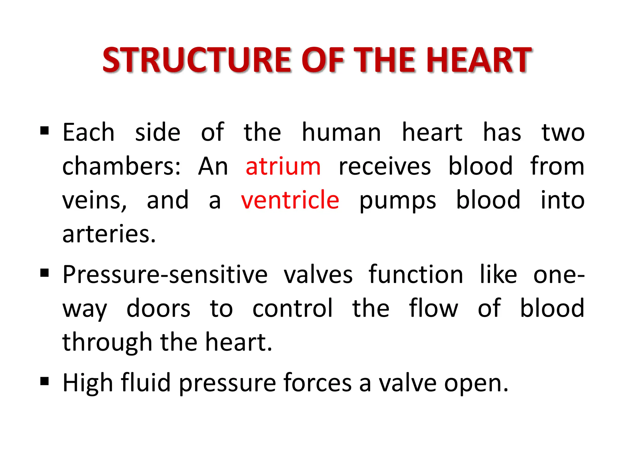 STRUCTURE OF THE HEART
 Each side of the human heart has two
chambers: An atrium receives blood from
veins, and a ventricle pumps blood into
arteries.
 Pressure-sensitive valves function like one-
way doors to control the flow of blood
through the heart.
 High fluid pressure forces a valve open.
 