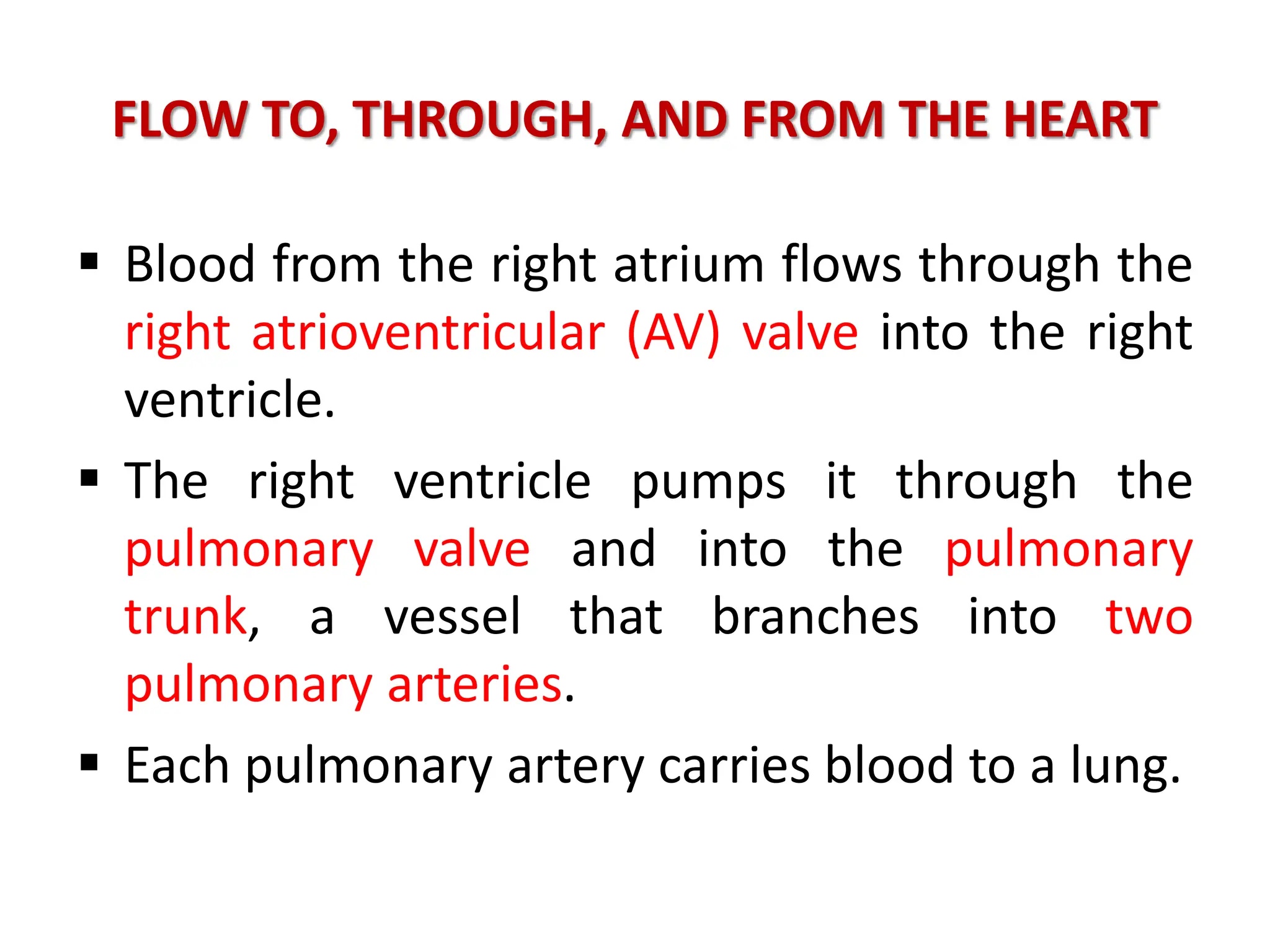 FLOW TO, THROUGH, AND FROM THE HEART
 Blood from the right atrium flows through the
right atrioventricular (AV) valve into the right
ventricle.
 The right ventricle pumps it through the
pulmonary valve and into the pulmonary
trunk, a vessel that branches into two
pulmonary arteries.
 Each pulmonary artery carries blood to a lung.
 