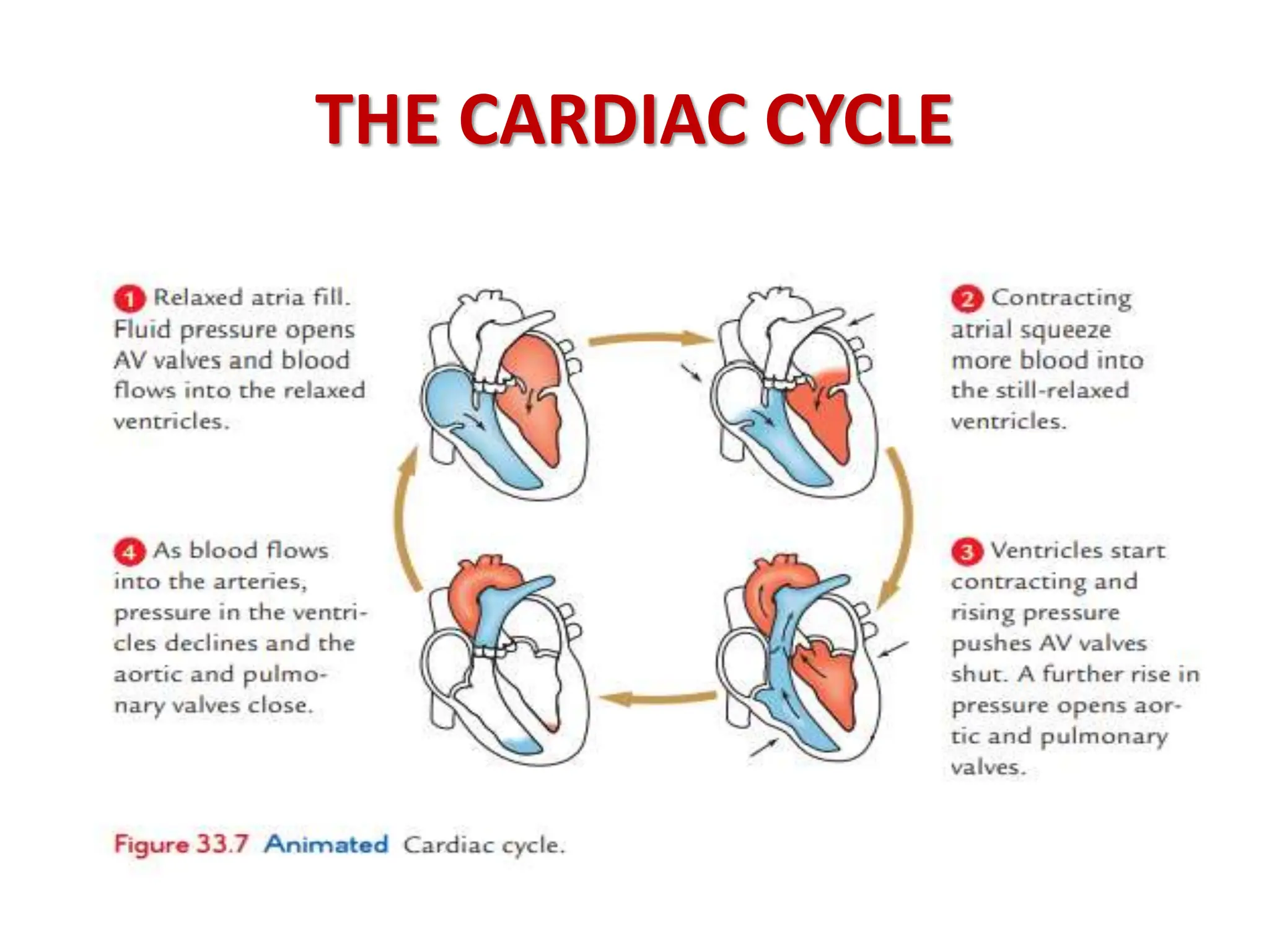 THE CARDIAC CYCLE
 