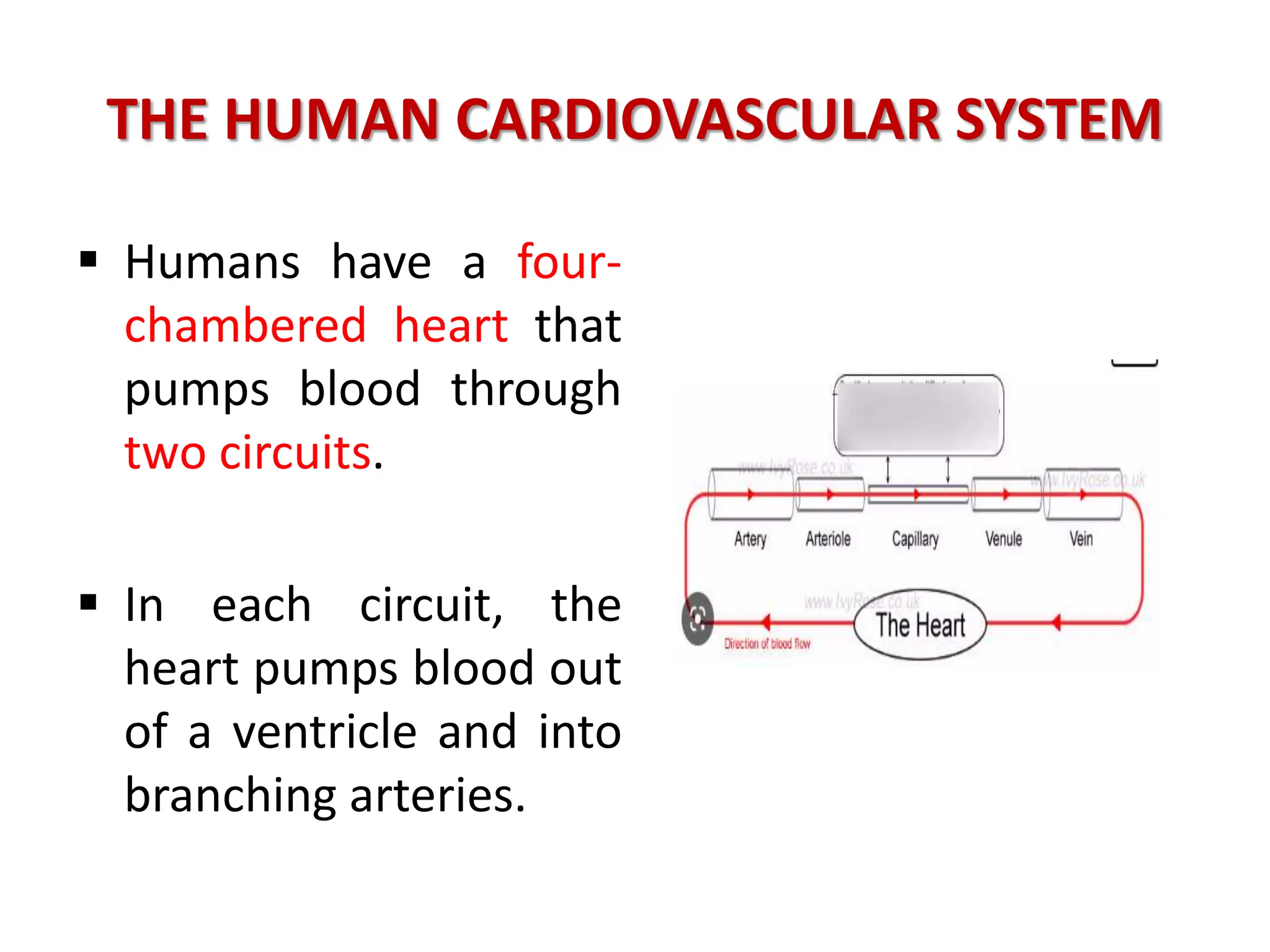 THE HUMAN CARDIOVASCULAR SYSTEM
 Humans have a four-
chambered heart that
pumps blood through
two circuits.
 In each circuit, the
heart pumps blood out
of a ventricle and into
branching arteries.
 