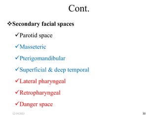 Secondary facial spaces
Parotid space
Masseteric
Pterigomandibular
Superficial & deep temporal
Lateral pharyngeal
Retropharyngeal
Danger space
30
Cont.
12/19/2023
 