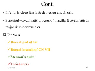 • Inferiorly-deep fascia & depressor anguli oris
• Superiorly-zygomatic process of maxilla & zygomaticus
major & minor muscles
Contents
Buccal pad of fat
Buccal branch of CN Ⅶ
Stenson`s duct
Facial artery
35
Cont.
12/19/2023
 
