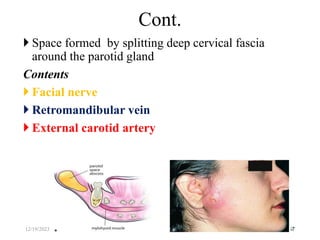  Space formed by splitting deep cervical fascia
around the parotid gland
Contents
 Facial nerve
 Retromandibular vein
 External carotid artery
57
Cont.
12/19/2023
 