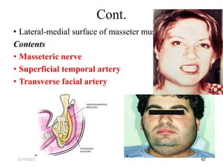 • Lateral-medial surface of masseter muscle
Contents
• Masseteric nerve
• Superficial temporal artery
• Transverse facial artery
62
Cont.
12/19/2023
 