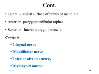 • Lateral - medial surface of ramus of mandible
• Anterior -pterygomandibular raphae
• Superior - lateral pterygoid muscle
Contents
Lingual nerve
Mandibular nerve
Inferior alveolar artery
Mylohyoid muscle
66
Cont.
12/19/2023
 