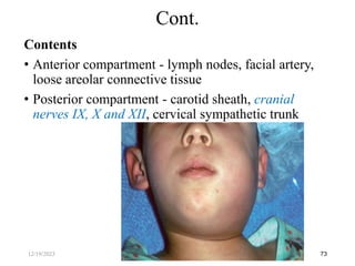 Contents
• Anterior compartment - lymph nodes, facial artery,
loose areolar connective tissue
• Posterior compartment - carotid sheath, cranial
nerves IX, X and XII, cervical sympathetic trunk
73
Cont.
12/19/2023
 