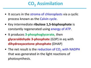 7._photpsynthesis of carbohydrates.. 15788 | PDF
