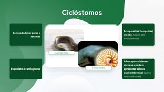 Lampréias
Feiticeiras
Sem nadadeiras pares e
escamas
Esqueleto é cartilaginoso
Ectoparasitas (lampréias)
ou não. Alguns são
endoparasitas
A boca possui dentes
córneos e podem
apresentar válvula
espiral intestinal (como
nos condrícties)
 