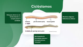 Brânquias abrem-se em
fendas laterais e o
coração possui 2
cavidades
Monóicos (algumas
feiticeiras) ou dióicos
Nas lampréias há
fecundação externa e
formação da larva
“amocete”
 