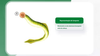 Representação de lampreia
Mostrando as sete aberturas branquiais
atrás da cabeça
 