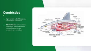 Apresentam nadadeiras pares,
diferente dos ciclóstomos
São marinhos e com caracteres
anatômicos externos e internos
muito diferentes de seus
ancestrais sem mandíbula
 