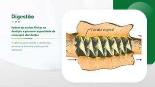 Podem ter muitas fileiras na
dentição e possuem capacidade de
renovação dos dentes
A válvula espiral retarda o trânsito dos
alimentos e aumenta a absorção de
nutrientes
 