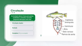 A circulação abaixo é base para peixes
condrícties e osteícties, havendo
pequenas alterações entre eles
Circulação simples
Fechada
Completa (CO2 no coração)
 