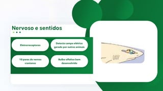 Eletrorreceptores
Detecta campo elétrico
gerado por outros animais
10 pares de nervos
cranianos
Bulbo olfativo bem
desenvolvido
 