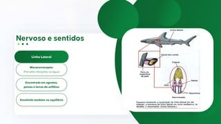 Linha Lateral
Mecanorreceptor
(Percebe vibrações na água)
Encontrada em agnatos,
peixes e larvas de anfíbios
Envolvido também no equilíbrio
 
