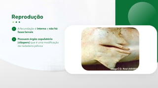 A fecundação é interna e não há
fases larvais
Possuem órgão copulatório
(cláspers) que é uma modificação
da nadadeira pélvica
 