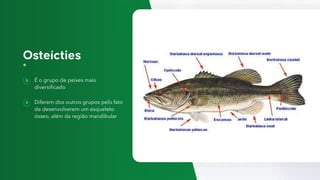É o grupo de peixes mais
diversificado
Diferem dos outros grupos pelo fato
de desenvolverem um esqueleto
ósseo, além da região mandibular
 