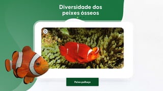 Peixe-palhaço
 