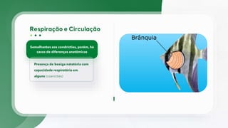 Semelhantes aos condrícties, porém, há
casos de diferenças anatômicas
Presença de bexiga natatória com
capacidade respiratória em
alguns (coanícties)
 