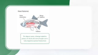 Em alguns casos, a bexiga natatória
possui um ducto de comunicação com o
tubo digestivo (peixes fisóstomos)
 