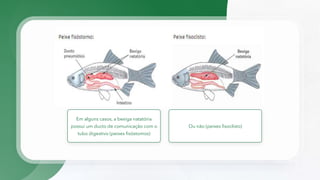 Em alguns casos, a bexiga natatória
possui um ducto de comunicação com o
tubo digestivo (peixes fisóstomos)
Ou não (peixes fisoclisto)
 