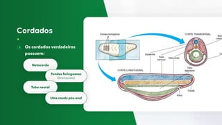Os cordados verdadeiros
possuem:
Notocorda
Fendas faringeanas
(branquiais)
Tubo neural
Uma cauda pós-anal
 