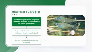Os actinopterígios (maioria dos peixes)
abaixam o “assoalho” da cavidade bucal
para aspirar água pela boca
Logo após, fecham a boca, abrem os
opérculos e elevam o assoalho bucal
Isso força a água a passar pelas fendas
branquiais
 
