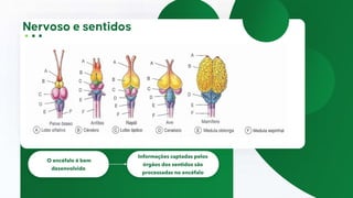 O encéfalo é bem
desenvolvido
Informações captadas pelos
órgãos dos sentidos são
processadas no encéfalo
 