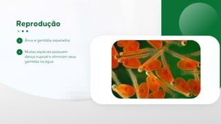Ânus e genitália separados
Muitas espécies possuem
dança nupcial e eliminam seus
gametas na água
 
