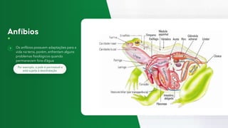 Os anfíbios possuem adaptações para a
vida na terra, porém, enfrentam alguns
problemas fisiológicos quando
permanecem fora d’água
Por exemplo, a pele é permeável e
está sujeita à desidratação
 
