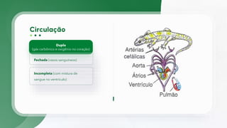 Dupla
(gás carbônico e oxigênio no coração)
Fechada (vasos sanguíneos)
Incompleta (com mistura de
sangue no ventrículo)
 