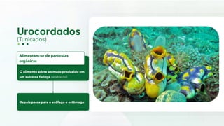 (Tunicados)
O alimento adere ao muco produzido em
um sulco na faringe (endóstilo)
Alimentam-se de partículas
orgânicas
Depois passa para o esôfago e estômago
 