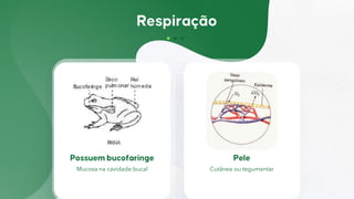 Cutânea ou tegumentar
Mucosa na cavidade bucal
 