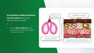 (algumas
salamandras e sapos)
São do tipo saculiforme, mais
simples que pulmões dos répteis
e demais amniotas
Traqueia
Pulmão de anfíbio
Esquema em corte da pele de sapo
Derme
e
epiderme
Glândulas mucosas
 