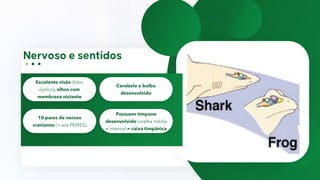 Excelente visão (lobo
óptico), olhos com
membrana nictante
Cerebelo e bulbo
desenvolvido
10 pares de nervos
cranianos (= aos PEIXES)
Possuem tímpano
desenvolvido (orelha média
e interna) = caixa timpânica
 