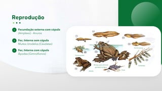 Fecundação externa com cópula
(Amplexo) - Anuros
Fec. Interna sem cópula
Muitos Urodelos (Caudatas)
Fec. Interna com cópula
Ápodas (Gimnofionos) Forma jovem
Adulto
Abraço para eliminar
gametas na água
Ovos
Embriões
Girino (larva)
 