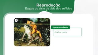 Etapas do ciclo de vida dos anfíbios
Amplexo nupcial
Sapos acasalando
 