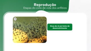 Etapas do ciclo de vida dos anfíbios
Ovos de rã em início de
desenvolvimento
 